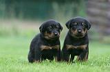 BEAUCERON - PUPPIES 375